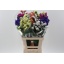 product/img.floraplaza.nl/LLIMMIX7-LIVE_fotos-0x89CD2E6362D359680B25C10EA33020B52D56BAB6.jpg