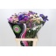 product/img.floraplaza.nl/LLIMMIX7-LIVE_fotos-0x9A1B7CBB20A8D2BE4FE80A0B4A4904761C0C7104.jpg