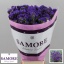 product/img.floraplaza.nl/LLIMNASUB7-LIVE_fotos-0x589A8C7FAFE7A2F8528E27DF3A4489C6C2C7E2BD.jpg