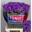 product/img.floraplaza.nl/LLIMNASUB7-LIVE_fotos-0xE971239AAC014E30F3405FE0F2988337487E6E20.jpg