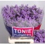 product/img.floraplaza.nl/LLIMOHIB7-LIVE_fotos-0xA0B636FB0559A3440134660B6504B2FA817135B2.jpg