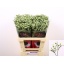 product/img.floraplaza.nl/LLIMPINCOL6-LIVE_fotos-0x9A6C31677030EAF60AC39ED32993514F9B5FE2C7.jpg