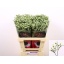 product/img.floraplaza.nl/LLIMPINCOL6-LIVE_fotos-0xA0E98A7B869E6E72B7B148750AC82CDD00125A45.jpg
