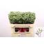 product/img.floraplaza.nl/LLIMPINCOL7-LIVE_fotos-0xF0F1C324FCD359D21F4DFF96CE0EFD0A3D108E7B.jpg