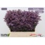 product/img.floraplaza.nl/LLIMPINS6-LIVE_fotos-0xFFCB55124A0984CF0158F4EA0365F7CEA733C0B8.jpg