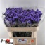 product/img.floraplaza.nl/LLIMPIPW7-LIVE_fotos-0x0B8FE2DD525AEBB5E0871E0D0DB997D92828E4EF.jpg