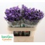 product/img.floraplaza.nl/LLIMPIPW7-LIVE_fotos-0x1CACB660AE72F430F83E74DC05FB3B0E13BFEAB9.jpg