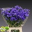 product/img.floraplaza.nl/LLIMPIPW7-LIVE_fotos-0x64134BB61691A87D48306BC99953820C88559F44.jpg