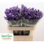 product/img.floraplaza.nl/LLIMPIPW7-LIVE_fotos-0x753A27B4C09A7740188109F41627C6E9B1CFFEA5.jpg