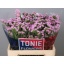 product/img.floraplaza.nl/LLIMROSESUNB6-LIVE_fotos-0x2846632E6C409D8BF22B092AD9F0D4534DA6FD1B.jpg
