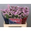 product/img.floraplaza.nl/LLIMROSESUNB6-LIVE_fotos-0x8EF37D0DF6962A8D116A595E6F9F008D7AB3AB35.jpg