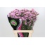 product/img.floraplaza.nl/LLIMROSESUNB7-LIVE_fotos-0xC71D880634FF6B8947DC524F329E720722E25C8F.jpg