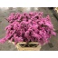 product/img.floraplaza.nl/LLIMROSSUNB8-ASSORTI_fotos-MVA-statice fantasia wings lecce.jpg