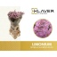 product/img.floraplaza.nl/LLIMROSSUNB8-LIVE_fotos-0x67C26D54B7EF5B5579048C69AF5E59AAAA4A987C.jpg