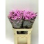 product/img.floraplaza.nl/LLIMROSSUNB8-LIVE_fotos-0xB36EB3218CFBE497A72F527AE73897553748DB89.jpg