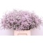 product/img.floraplaza.nl/LLIMSAFOSHPIN-LIVE_fotos-0x4F95813A5CEC12B1F043BFDB3722C6D6A1C31982.jpg