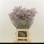 product/img.floraplaza.nl/LLIMSAFOSHPIN-LIVE_fotos-0x88B4DD64AD07EAF67C4FD00015B3366DF6AB5A6D.jpg