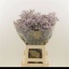 product/img.floraplaza.nl/LLIMSAFOSHPIN-LIVE_fotos-0x980A72C644051C88946622CA6317E335D2639FAD.jpg