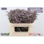 product/img.floraplaza.nl/LLIMSAFOSHPIN-LIVE_fotos-0xA0CF952DB6BA1A62F15C39441D90CCF39BBE10B5.jpg