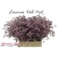 product/img.floraplaza.nl/LLIMSAFOSHPIN-LIVE_fotos-0xBF14DC184331AE0FECA4770473AAF67B01DA96F4.jpg
