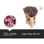 product/img.floraplaza.nl/LLIMSAFOSHPIN-LIVE_fotos-0xD7C1D9DDEE7CB77CA7B404FF0B6ABC7E745E92CE.jpg