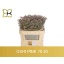 product/img.floraplaza.nl/LLIMSAFOSHPIN-LIVE_fotos-0xE7E9F2EB13E1DD3EEB2DE412DE3E9D6B6D318DAA.jpg