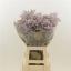 product/img.floraplaza.nl/LLIMSAFOSHPIN-LIVE_fotos-0xEA8E17714BA36D915F77AD216DBFF8540D923276.jpg