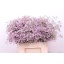 product/img.floraplaza.nl/LLIMSAFOSHPIN6-LIVE_fotos-0x3554B05FB192CE5F106BE366D0C15738DA1FE627.jpg