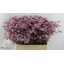 product/img.floraplaza.nl/LLIMSAFOSHPIN6-LIVE_fotos-0x7454AC7BAA6D9A686B2D13F4A4CF5FD181338AD6.jpg