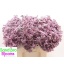 product/img.floraplaza.nl/LLIMSAFOSHPIN6-LIVE_fotos-0x81A425004AA3C334DC5CBB7ECA1F76767DD7C44A.jpg