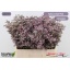 product/img.floraplaza.nl/LLIMSAFOSHPIN6-LIVE_fotos-0x90E6E713ABB19288B32C4D4E4E8F807938FB4A02.jpg