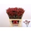 product/img.floraplaza.nl/LLIMSCAD6-LIVE_fotos-0x2FF52F557592896E4FCB272FF9B8B3E5ACC2C726.jpg
