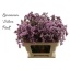 product/img.floraplaza.nl/LLIMSILP5-LIVE_fotos-0xB170EBCE7D2772229608182874A63E024126462B.jpg