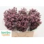 product/img.floraplaza.nl/LLIMSILP6-LIVE_fotos-0x73C79249E37C5D175A19D06F7D82E3E228DF2ED8.jpg