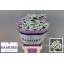 product/img.floraplaza.nl/LLIMSILSUB7-LIVE_fotos-0x139C32AED564FB832690993E5D7D727A215049EF.jpg