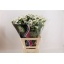 product/img.floraplaza.nl/LLIMSILSUB7-LIVE_fotos-0xD5827BED15C6BA5A1D97E05E1C15915C610E6F46.jpg
