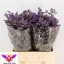 product/img.floraplaza.nl/LLIMSKY6-LIVE_fotos-0xF5429E77ED6853CE610F1C98E0B5F1B5A4F16404.jpg