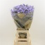 product/img.floraplaza.nl/LLIMSKYW8-LIVE_fotos-0x09FE3A465F6179E7EDC9C98907D749FBB0977D8C.jpg