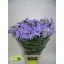 product/img.floraplaza.nl/LLIMSKYW8-LIVE_fotos-0xBEF6CFAB42ADB299B69F49C1EA7687DFD58A8457.jpg