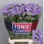 product/img.floraplaza.nl/LLIMSKYW8-LIVE_fotos-0xE29AB017EB165042837AB95DA6CF4C3B3ECDE92D.jpg