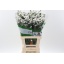 product/img.floraplaza.nl/LLIMWHISTAW7-LIVE_fotos-0x511ADCA1133C1FA922559A673A9F01407CB8358D.jpg