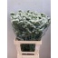 product/img.floraplaza.nl/LLIMWHISTAW7-LIVE_fotos-0xCFBA50C514A4A78A57F197DC6D5420FA680FDEB7.jpg
