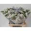 product/img.floraplaza.nl/LLIMWHISTAW7-LIVE_fotos-0xDCAD1E14DB2D1D84337106F444BBDE652D0995F7.jpg