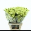 product/img.floraplaza.nl/LLIMYELSUNB7-LIVE_fotos-0x48D9A455A6AFA22007EECECC76698E02C721DD54.jpg