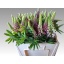 product/img.floraplaza.nl/LLUP55-LIVE_fotos-0x698EE632ADC8ED13A38300CE3DDCFA54D9ADE5A5.jpg