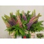 product/img.floraplaza.nl/LLUP55-LIVE_fotos-0xEB700C799985C2A50C96CAF61BB074B443044C6C.jpg