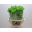product/img.floraplaza.nl/LMOL6-LIVE_fotos-0xF977DD21D51470D267E3B03C8CC7E60FBE854FA8.jpg