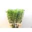 product/img.floraplaza.nl/LMOL7-LIVE_fotos-0x25AB3CB67A8E445E38DAB336B0471BF0359C3E42.jpg