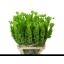 product/img.floraplaza.nl/LMOL9-LIVE_fotos-0x65E232336962BD773CE5FDE66043D315FF5E33C3.jpg