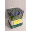 product/img.floraplaza.nl/LMUSC-ASSORTI_fotos-MVA-Flo - muscari blauw.jpg